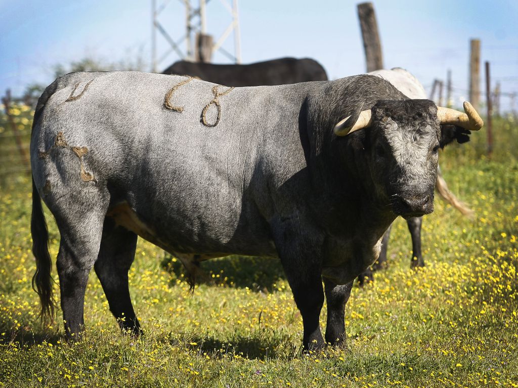 Toros para Diego Ventura en solitario en Espartinas. 15 de abril de 2018.