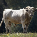 Toros para Diego Ventura en solitario en Espartinas. 15 de abril de 2018.