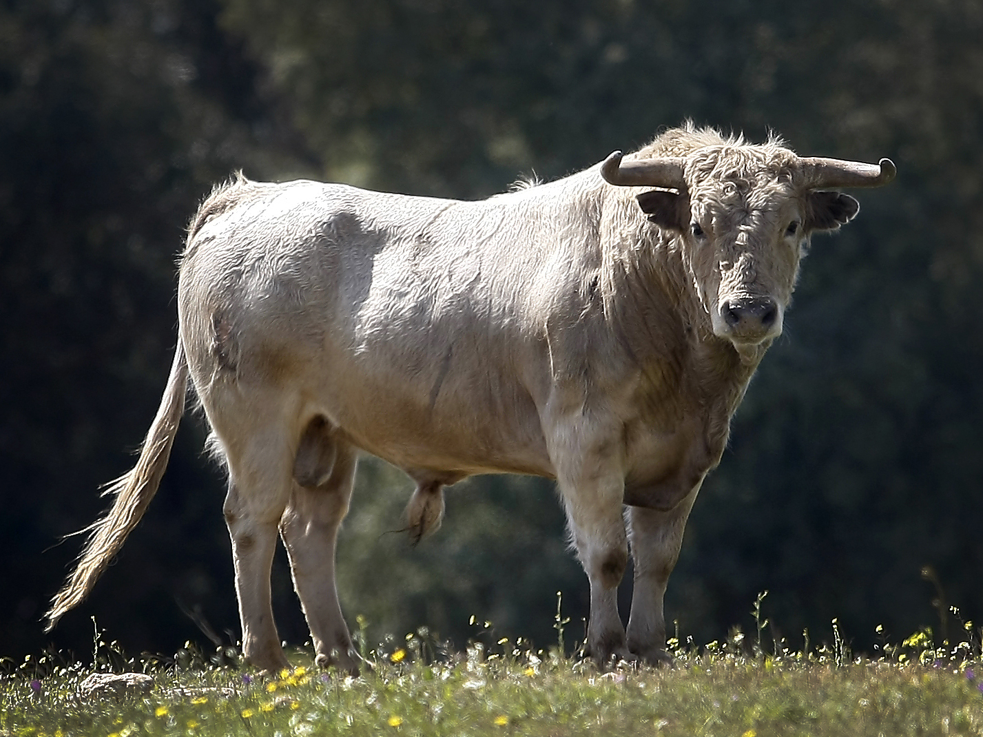 Toros para Diego Ventura en solitario en Espartinas. 15 de abril de 2018.