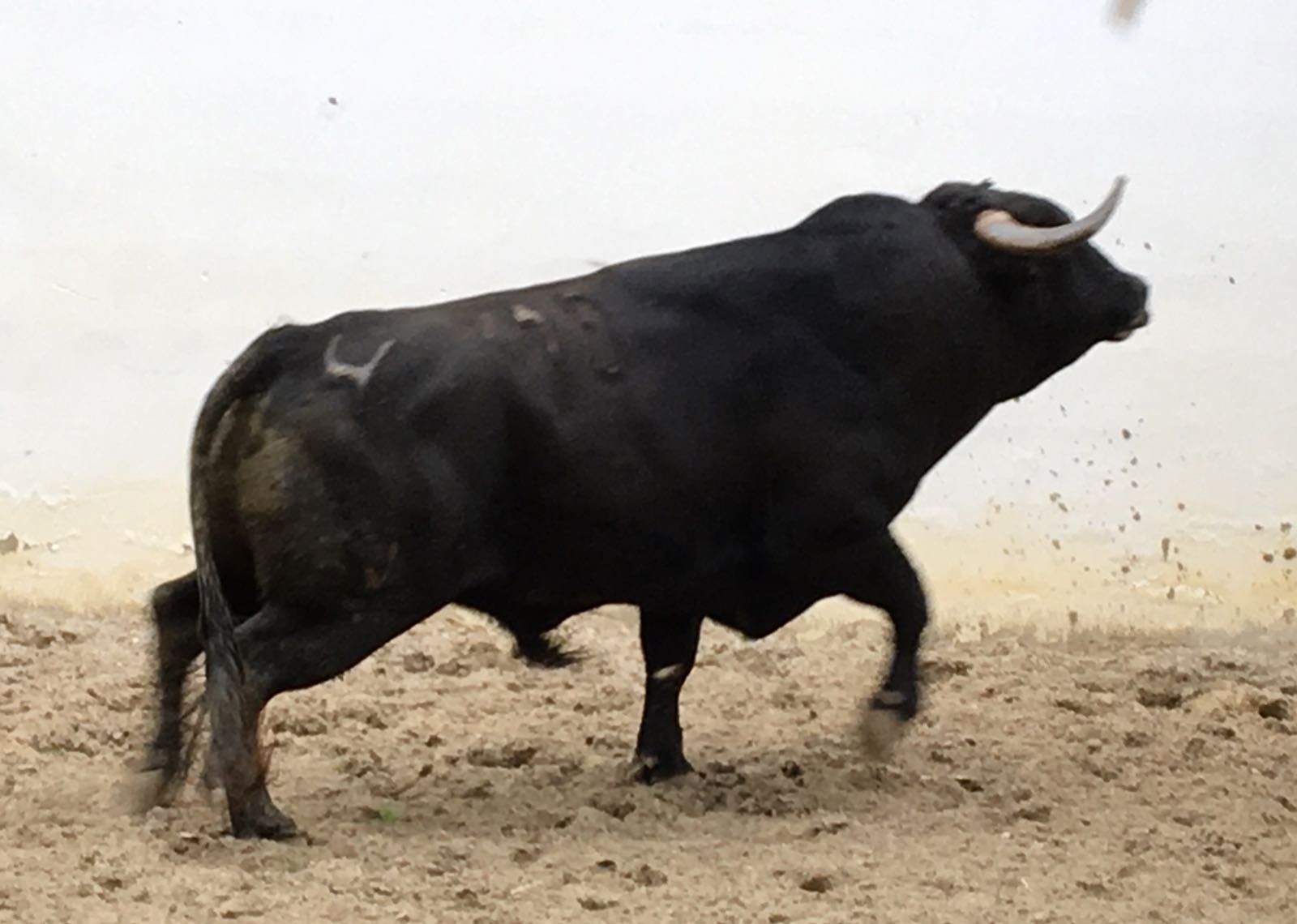 Palos de la Frontera (Huelva) - Corrida de toros - Sábado 21 de abril de 2018
