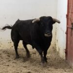 Palos de la Frontera (Huelva) - Corrida de toros - Sábado 21 de abril de 2018