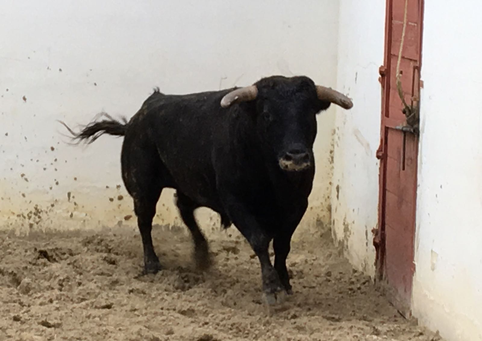 Palos de la Frontera (Huelva) - Corrida de toros - Sábado 21 de abril de 2018