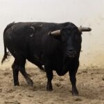 Palos de la Frontera (Huelva) - Corrida de toros - Sábado 21 de abril de 2018