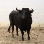 Palos de la Frontera (Huelva) - Corrida de toros - Sábado 21 de abril de 2018