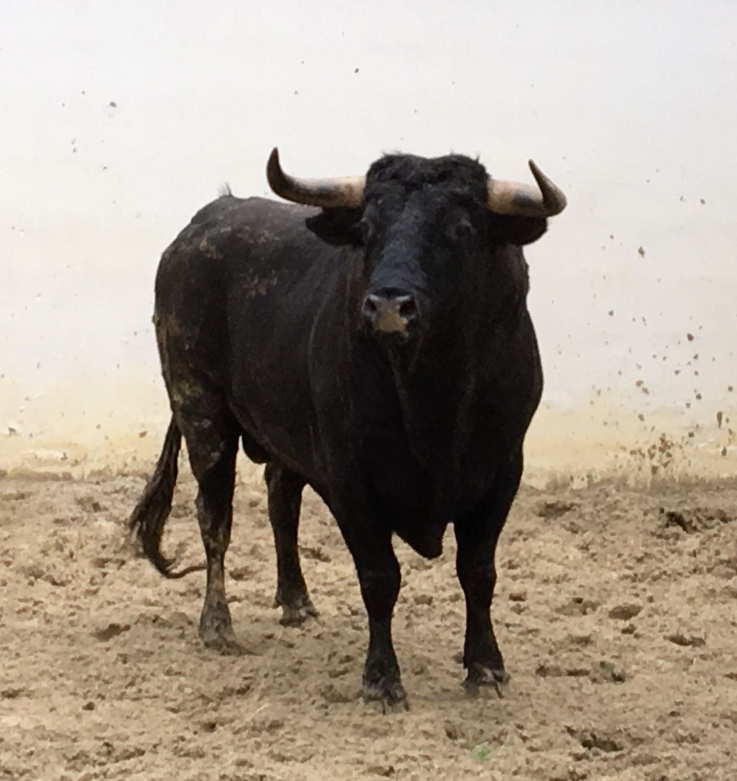 Palos de la Frontera (Huelva) - Corrida de toros - Sábado 21 de abril de 2018