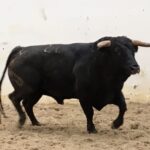 Palos de la Frontera (Huelva) - Corrida de toros - Sábado 21 de abril de 2018