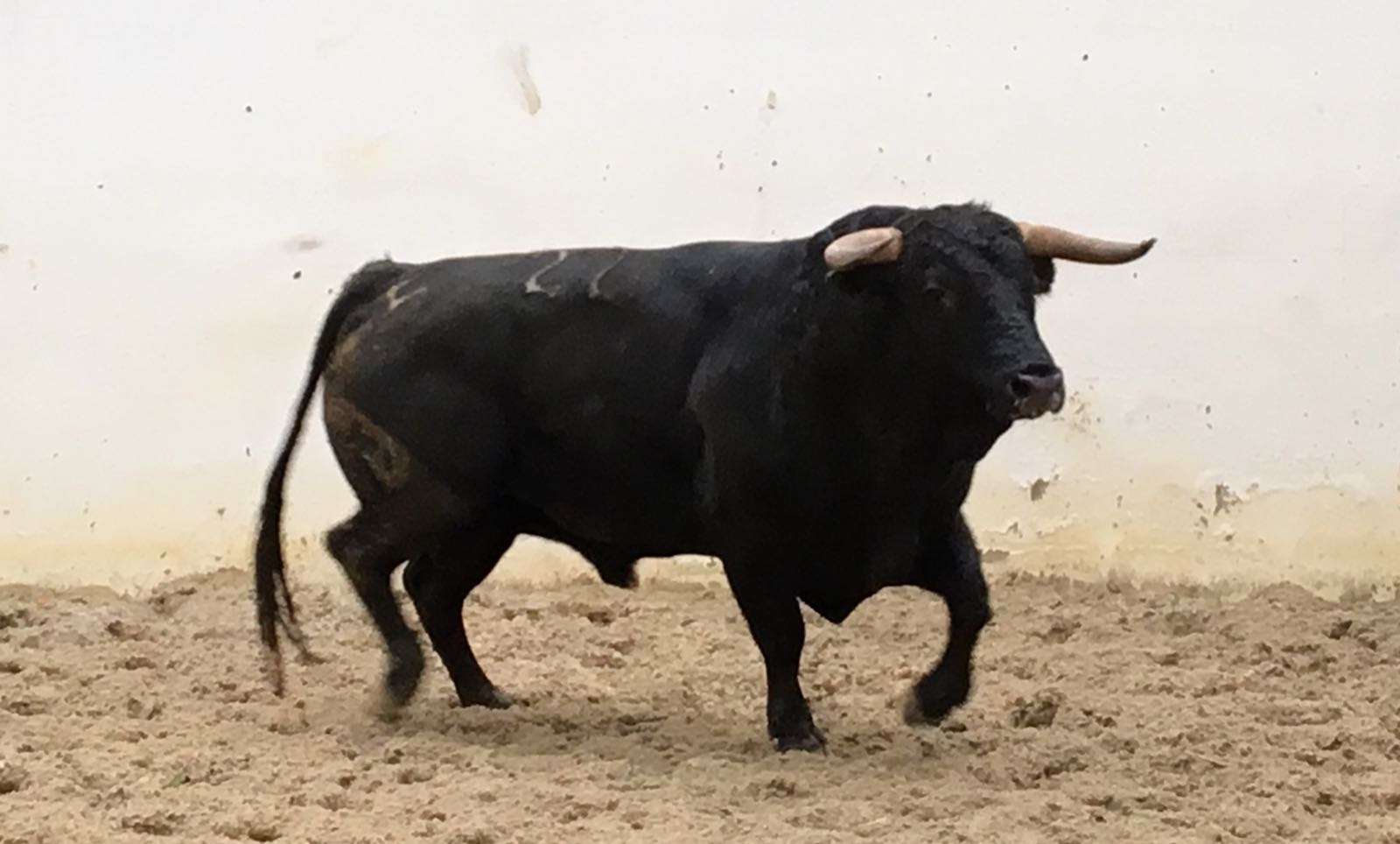 Palos de la Frontera (Huelva) - Corrida de toros - Sábado 21 de abril de 2018