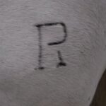 La Puebla el Río - Misa funeral y entierro de Ángel Peralta - Domingo 8 de abril de 2018