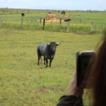 Sevilla - Visita a la ganadería de Partido de Resina - 7 de abril de 2018