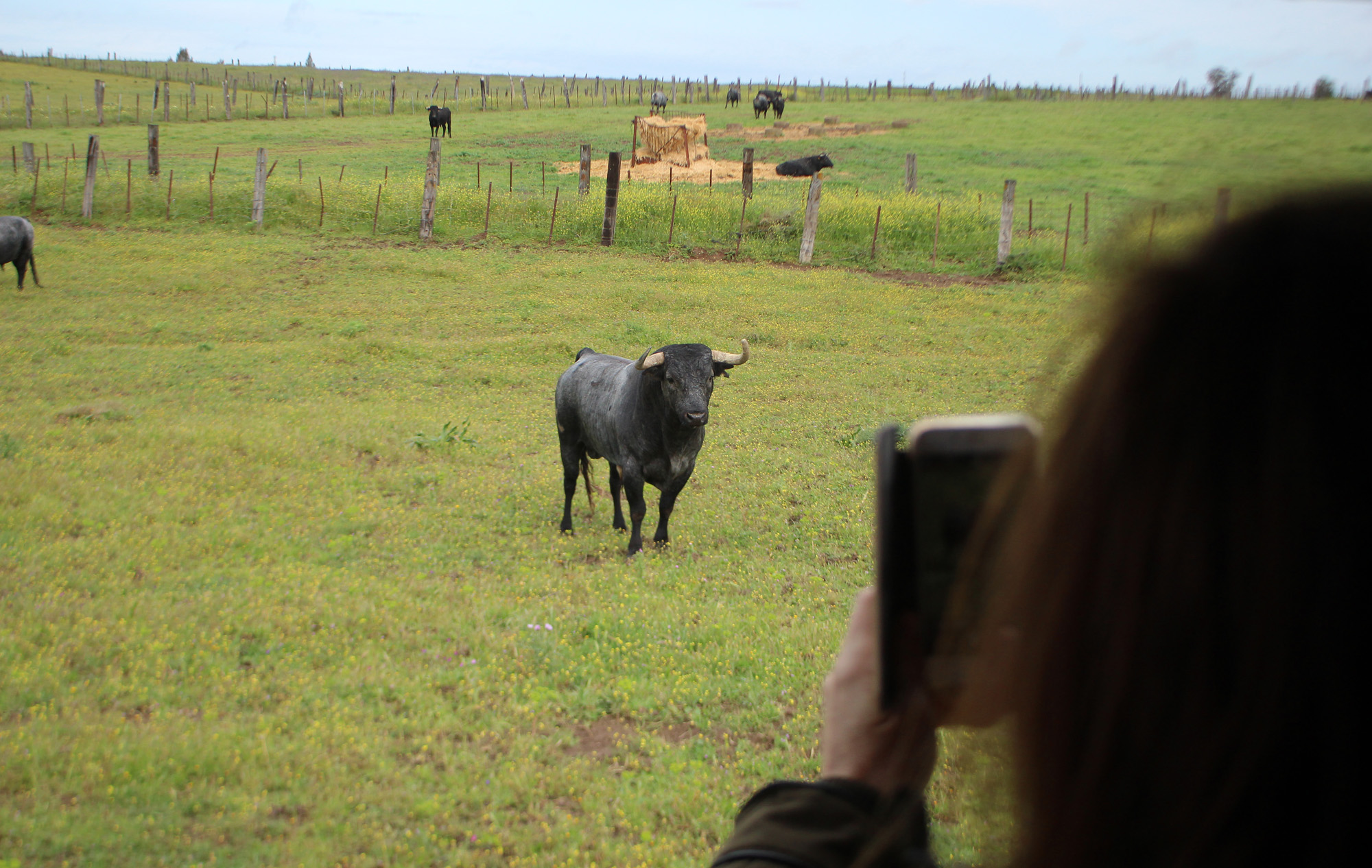 Sevilla - Visita a la ganadería de Partido de Resina - 7 de abril de 2018
