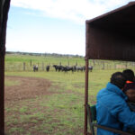 Sevilla - Visita a la ganadería de Partido de Resina - 7 de abril de 2018