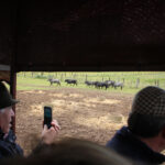 Sevilla - Visita a la ganadería de Partido de Resina - 7 de abril de 2018