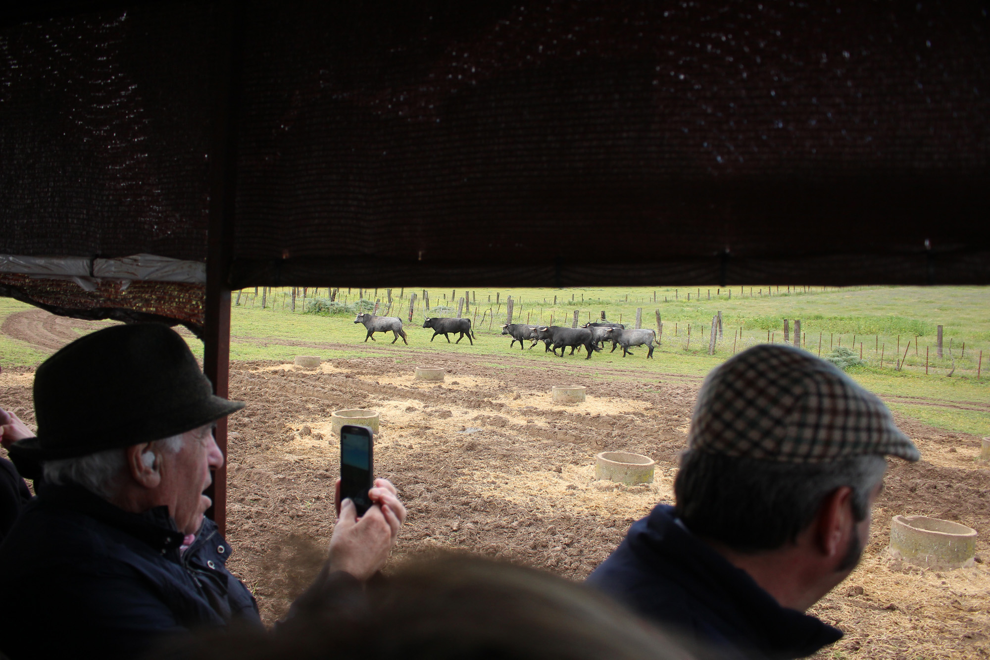 Sevilla - Visita a la ganadería de Partido de Resina - 7 de abril de 2018