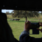 Sevilla - Visita a la ganadería de Partido de Resina - 7 de abril de 2018