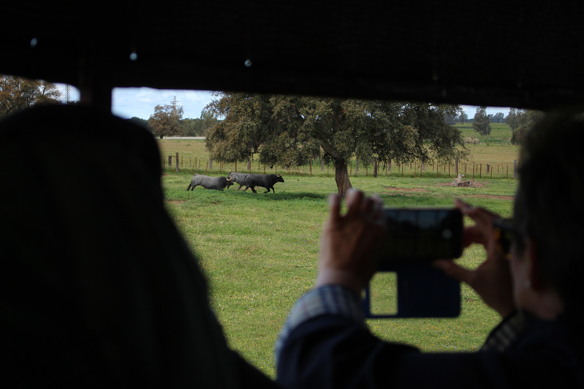 Sevilla - Visita a la ganadería de Partido de Resina - 7 de abril de 2018