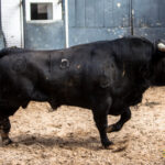 Madrid - Las Ventas - Sorteo - Novillada picada - Domingo 22 de abril de 2018