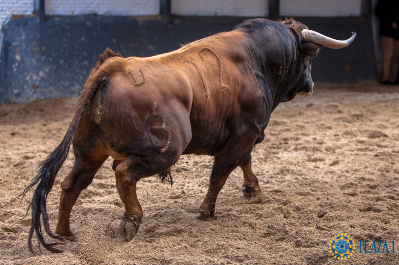 Madrid - Las Ventas - Domingo de Resurreción - 1 de abril de 2018