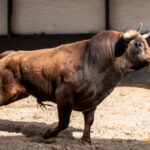 Madrid - Las Ventas - Sorteo - Novillada picada - Domingo 22 de abril de 2018