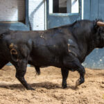 Madrid - Las Ventas - Domingo de Resurreción - 1 de abril de 2018