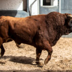 Madrid - Las Ventas - Sorteo - Novillada picada - Domingo 22 de abril de 2018