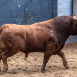 Madrid - Las Ventas - Domingo de Resurreción - 1 de abril de 2018