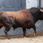 Madrid - Las Ventas - Domingo de Resurreción - 1 de abril de 2018