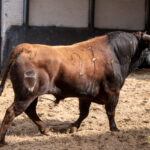 Madrid - Las Ventas - Domingo de Resurreción - 1 de abril de 2018