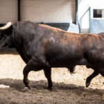 Madrid - Las Ventas - Sorteo - Novillada picada - Domingo 22 de abril de 2018