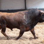 Madrid - Las Ventas - Domingo de Resurreción - 1 de abril de 2018