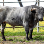 MORRITOS Nº 94 • G 2014