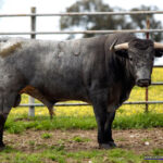 PACENSE Nº 80 • G 2014