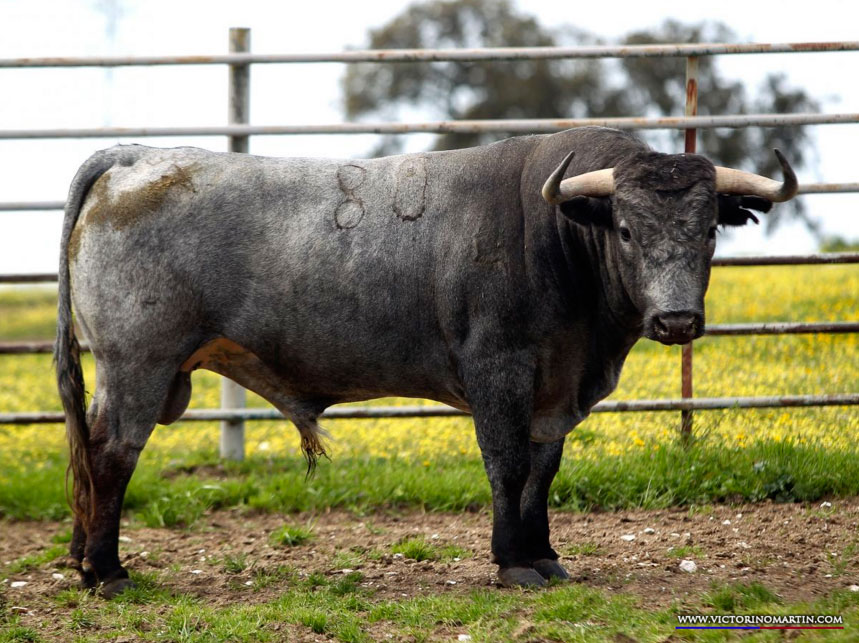 PACENSE Nº 80 • G 2014