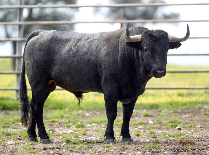 PORTERO Nº 64 • G 2014