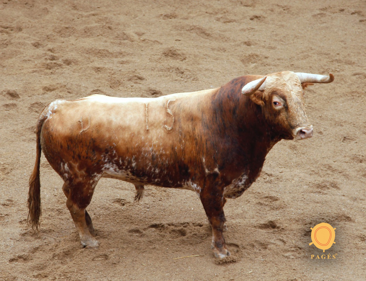 Empresario, el primero de los seis torrestrellas para Sevilla