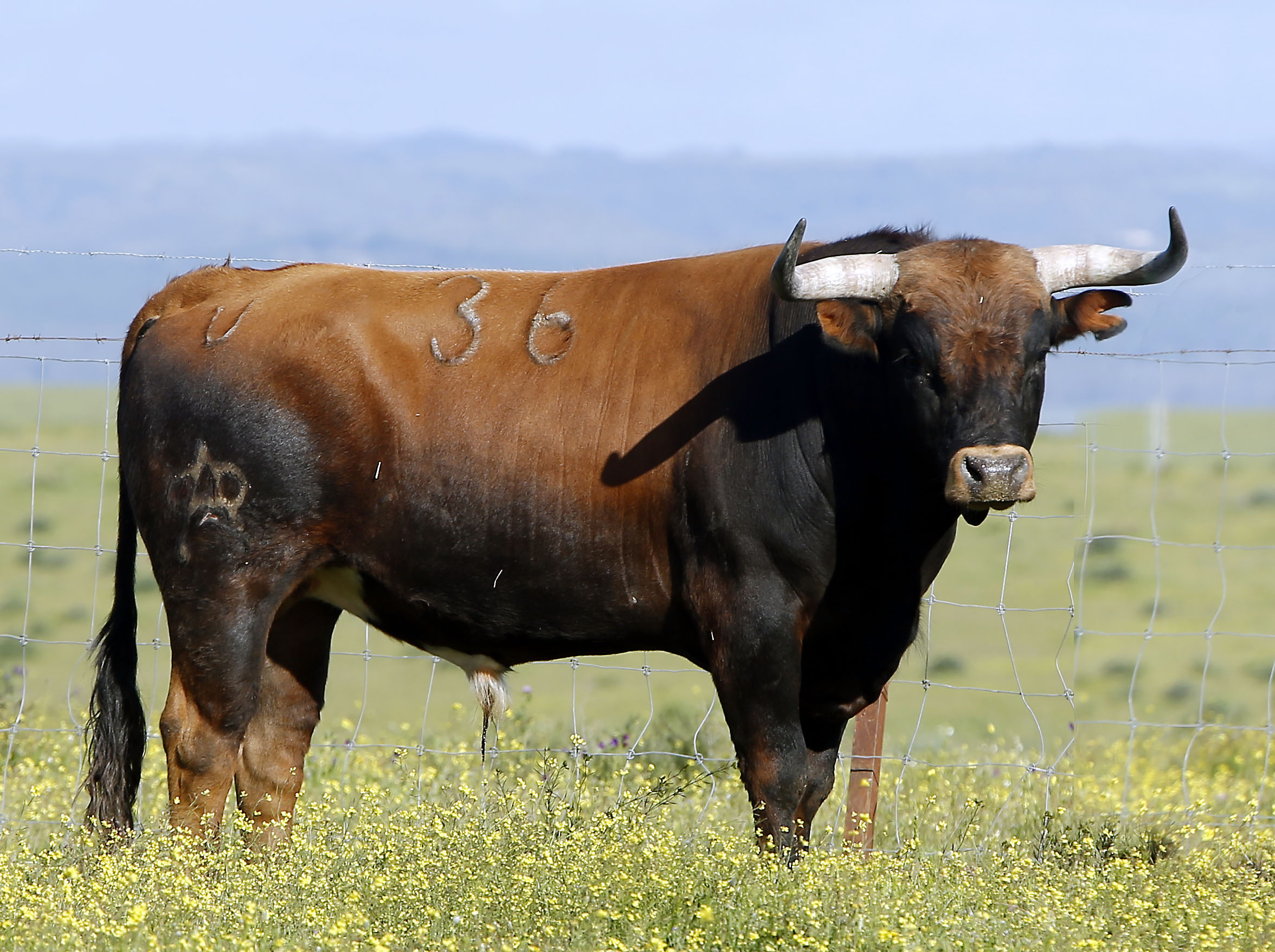 Los toros de la miurada que cierran la Feria de Abril