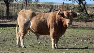 Arles - Toros de Alcurrucén para El Fandi, José Garrido y Luis David Adame - Lunes 2 de abril de 2018