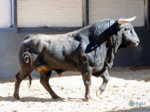 Madrid - Sorteo - Novillada picada - Domingo 8 de abril de 2018