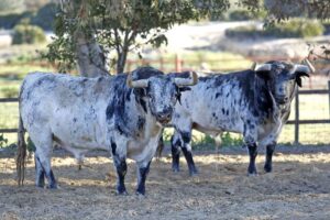 Toros de Torrestrella, en el campo.