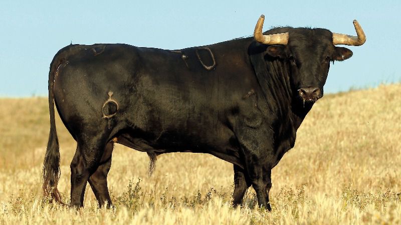 Debutantes en la Maestranza