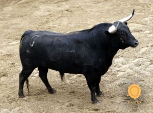 6. Número 34. Vecino. Negro mulato listón. 519 kilos. 04/2014 Hnos. García Jiménez