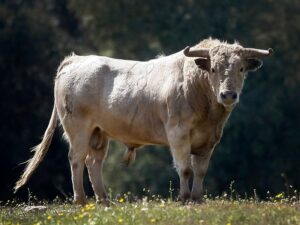 Toros para Diego Ventura en solitario en Espartinas. 15 de abril de 2018.