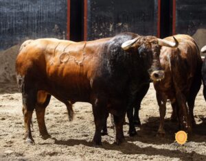 Toros de Juan Pedro Domecq para el 20 de abril de 2018 en Sevilla.