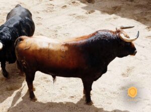 Sevilla - Sorteo de los toros de Fuente Ymbro - Sábado 21 de abril de 2018