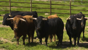 Dax - Reportaje toros de la temporada 2018