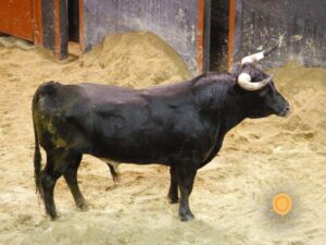 Sevilla - Sorteo de los toros de Miura - Domingo 22 de abril de 2018