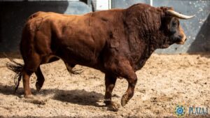 Madrid - Las Ventas - Sorteo - Novillada picada - Domingo 22 de abril de 2018