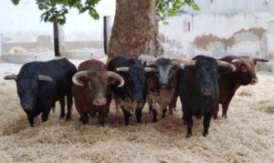 Murcia - Sorteo reses - Festival a beneficio de la AECC - Domingo 22 de abril de 2018