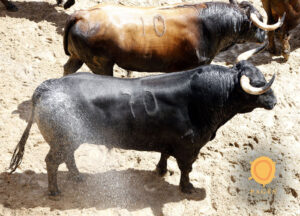 Toros de La Palmosilla