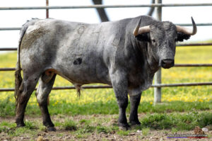 Morritos, número 94, guarismo 2014