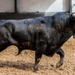 Madrid, San Isidro, 24 de mayo de 2018. Sorteo